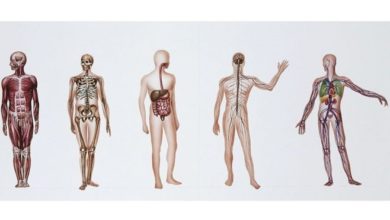 صورة أطلس تشريحي ثلاثي الأبعاد للجسم البشري.. ماذا تعرف عن مشروع الإنسان المرئي؟