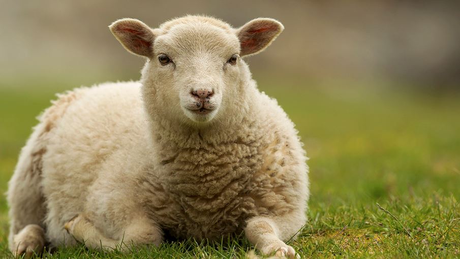 خروف شتلاند “Shetland sheep”