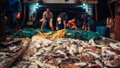 صورة ماذا تعرف عن الثروة السمكية الهائلة في موريتانيا؟
