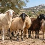 تضم تونس عددا من سلالات الأغنام التي ارتبطت تاريخيا بالبيئة المحلية وبأنظمة الرعي وإنتاج اللحوم والحليب