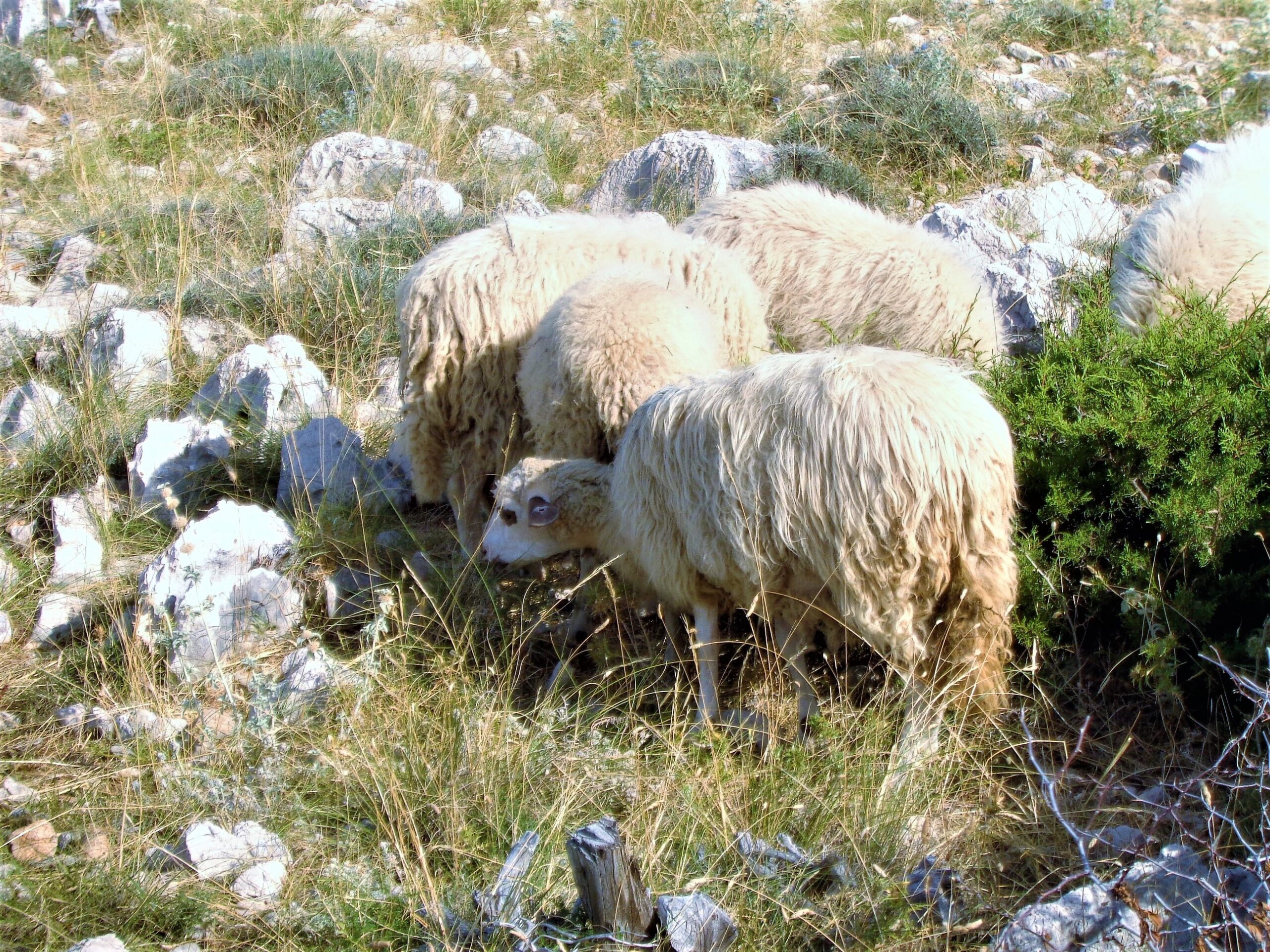 Paška janjetina