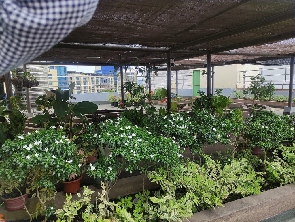 زراعة نباتات وخضرة على سطح مبنى داخل مدينة