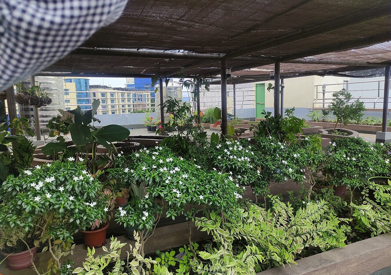 زراعة نباتات وخضرة على سطح مبنى داخل مدينة