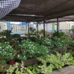 زراعة نباتات وخضرة على سطح مبنى داخل مدينة