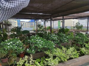 زراعة نباتات وخضرة على سطح مبنى داخل مدينة